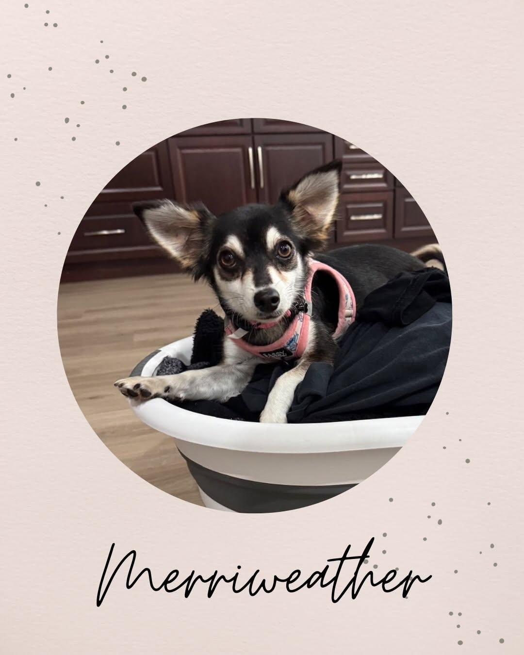 Enlarge MERRIWEATHER, a Adopted mixed breed in Coquitlam, BC image 1/6