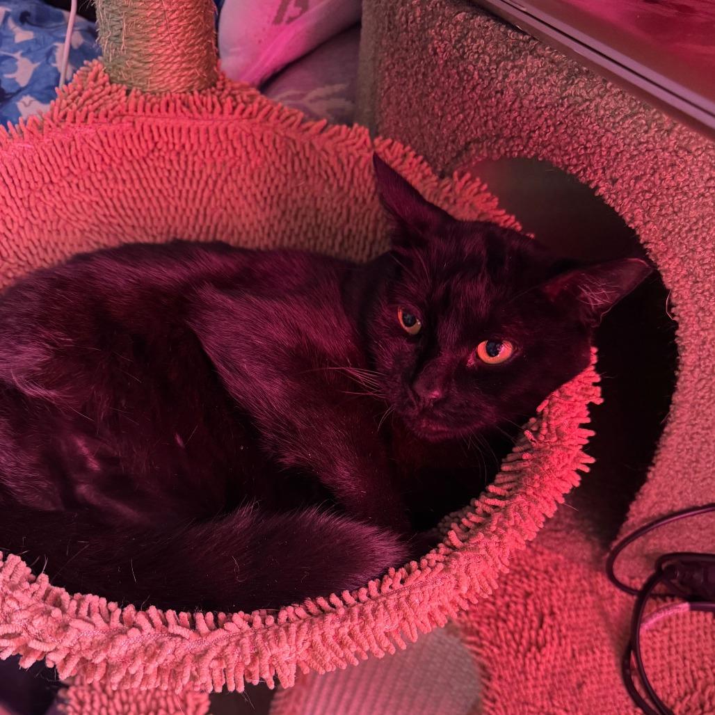 Enlarge Diego, a Adoptable Domestic Short Hair in Los Angeles, CA image 1/3