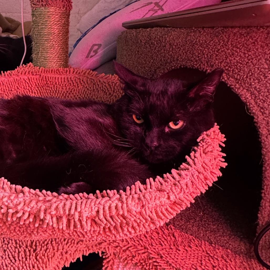 Enlarge Diego, a Adoptable Domestic Short Hair in Los Angeles, CA image 2/3