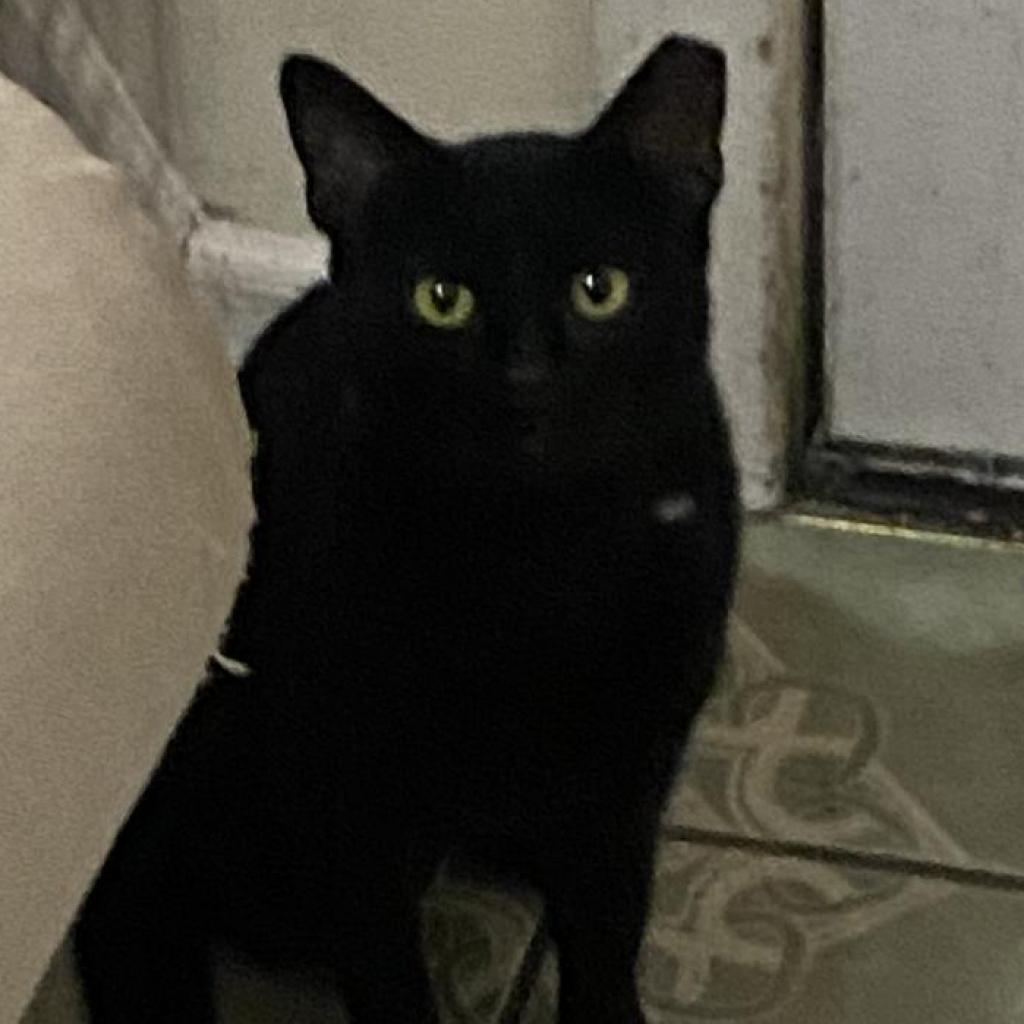 Enlarge Diego, a Adoptable Domestic Short Hair in Los Angeles, CA image 3/3