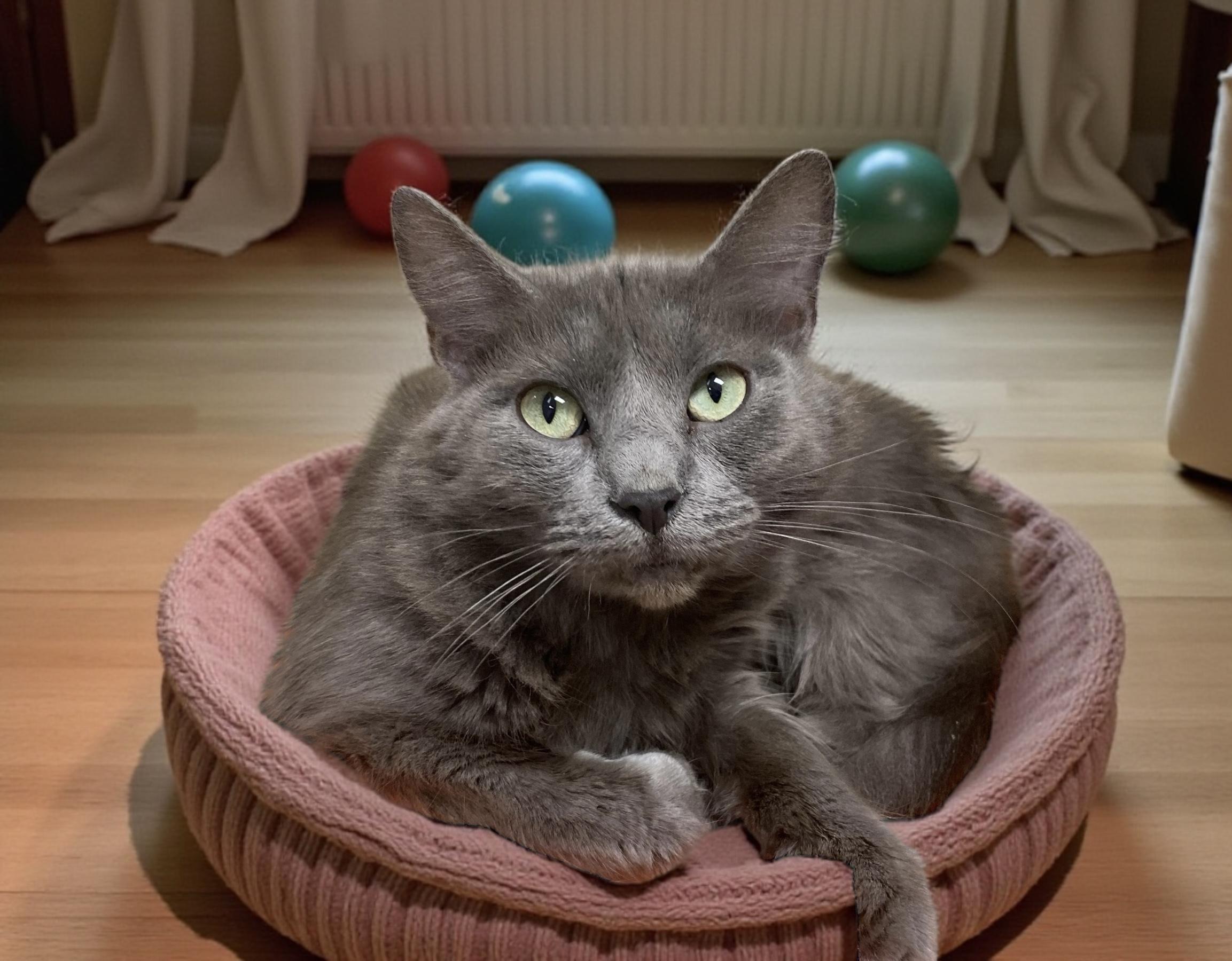 Purrcilla, Adoptable, Adult Female Domestic Short Hair.