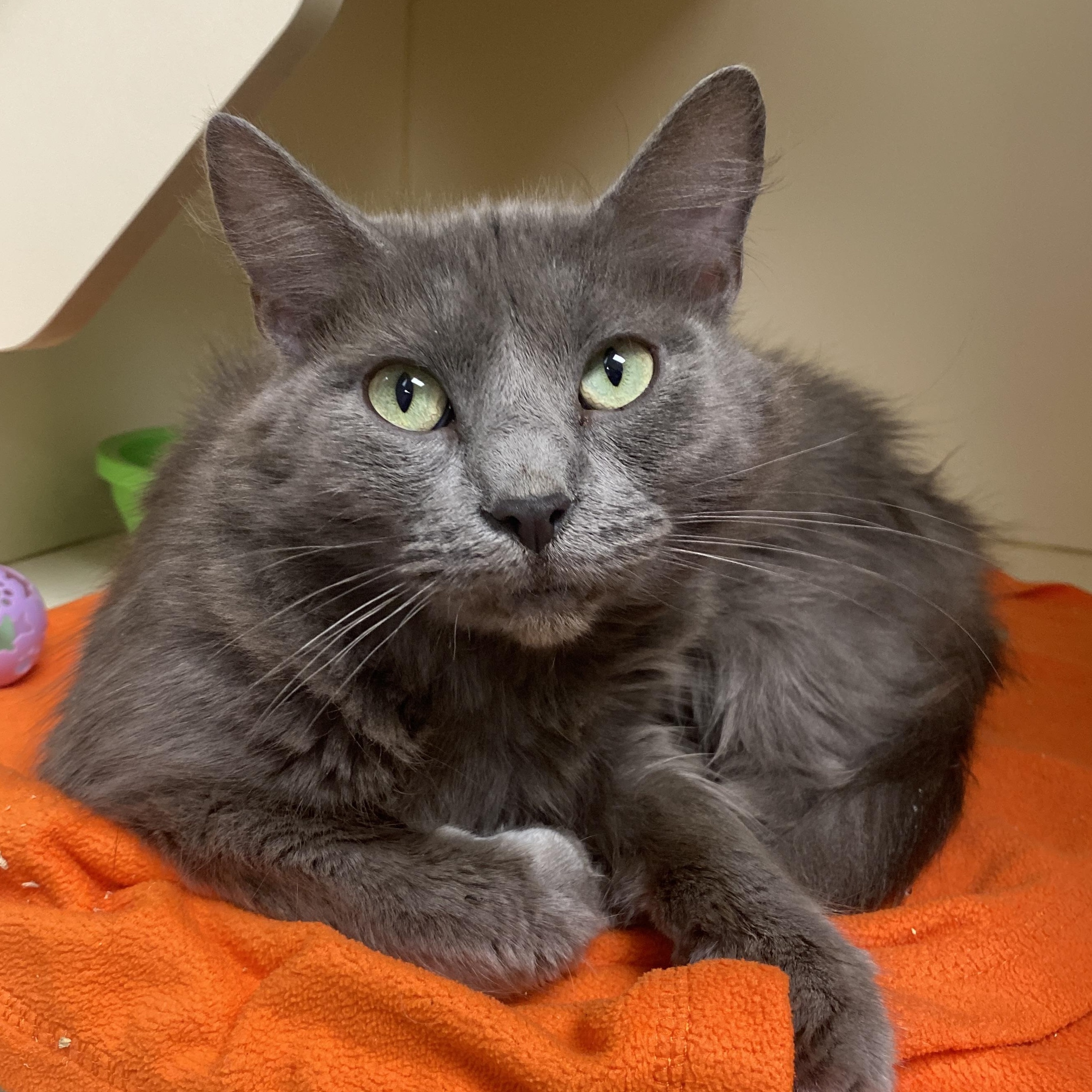 Purrcilla, Adoptable, Adult Female Domestic Short Hair.