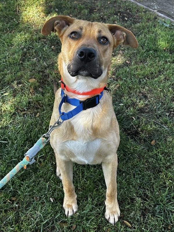 Enlarge Oro, a Adoptable mixed breed in Oakland, CA image 1/5