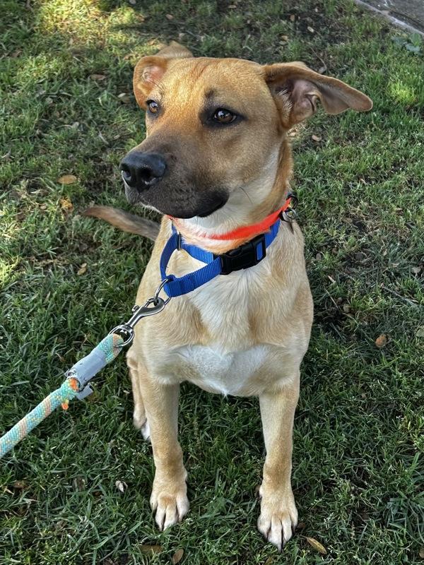 Enlarge Oro, a Adoptable mixed breed in Oakland, CA image 2/5