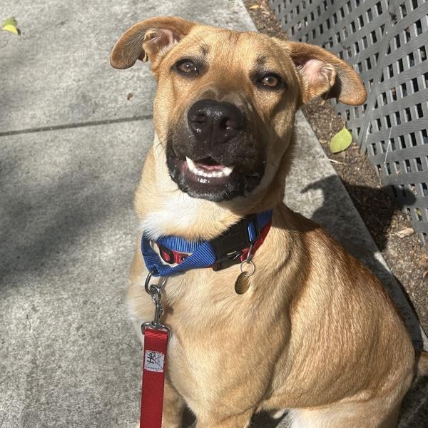 Enlarge Oro, a Adoptable mixed breed in Oakland, CA image 3/5