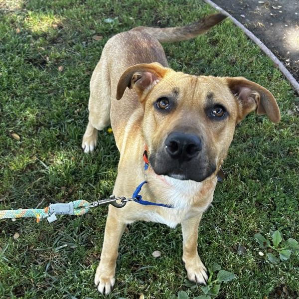 Enlarge Oro, a Adoptable mixed breed in Oakland, CA image 4/5