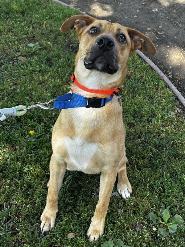 Enlarge Oro, a Adoptable mixed breed in Oakland, CA image 5/5