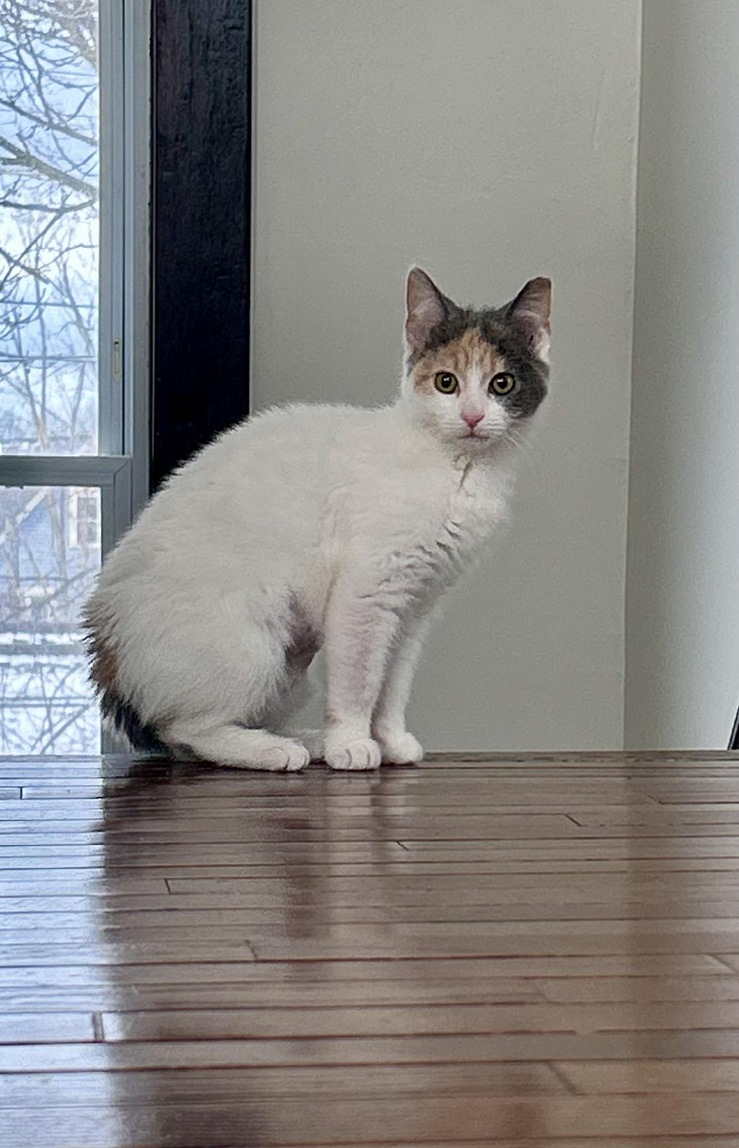 Enlarge Sundae and Cannoli  , an adopted Calico in Independence, OH image 3/6