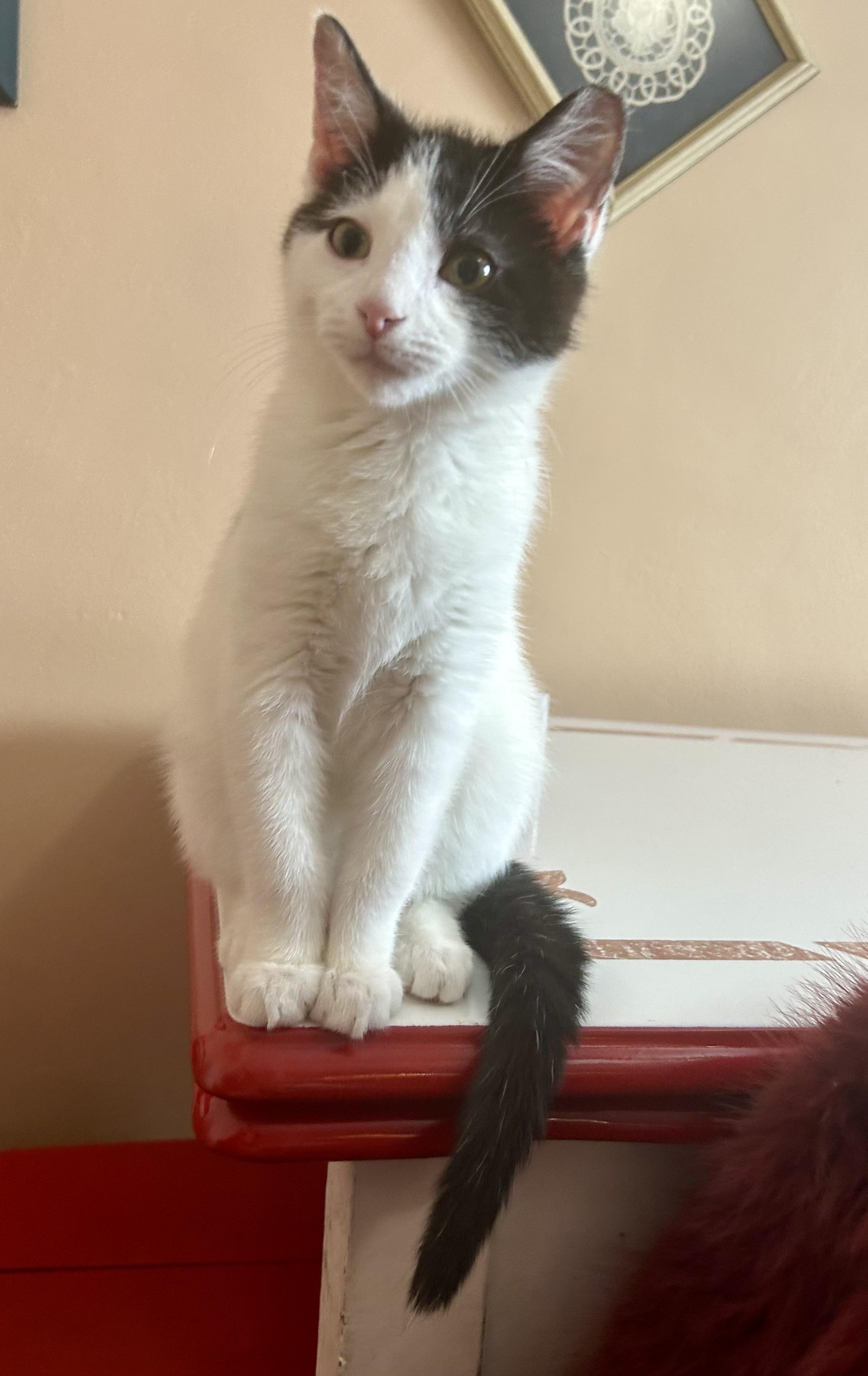 Enlarge Sundae and Cannoli  , an adopted Calico in Independence, OH image 5/6