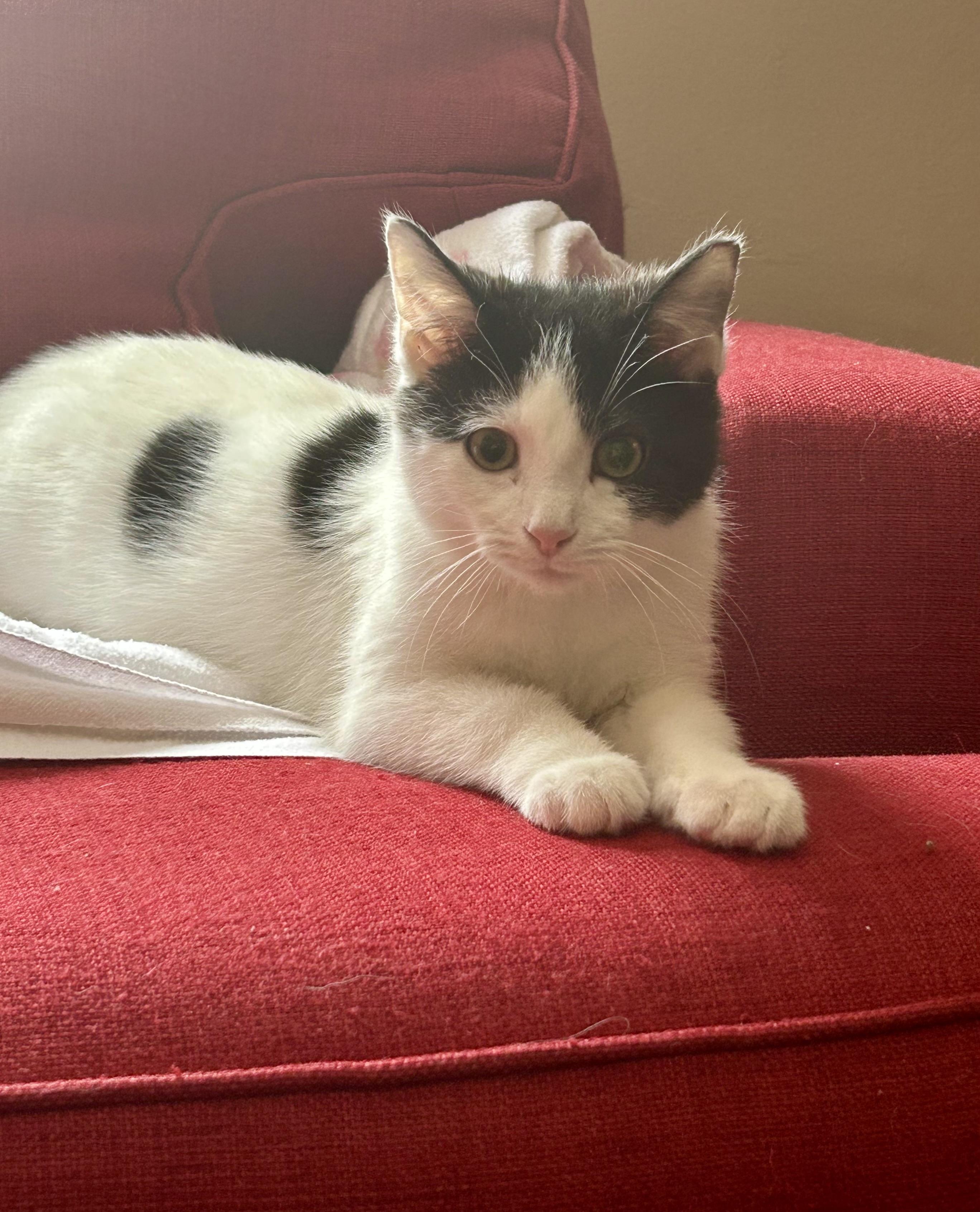 Enlarge Sundae and Cannoli  , an adopted Calico in Independence, OH image 4/6