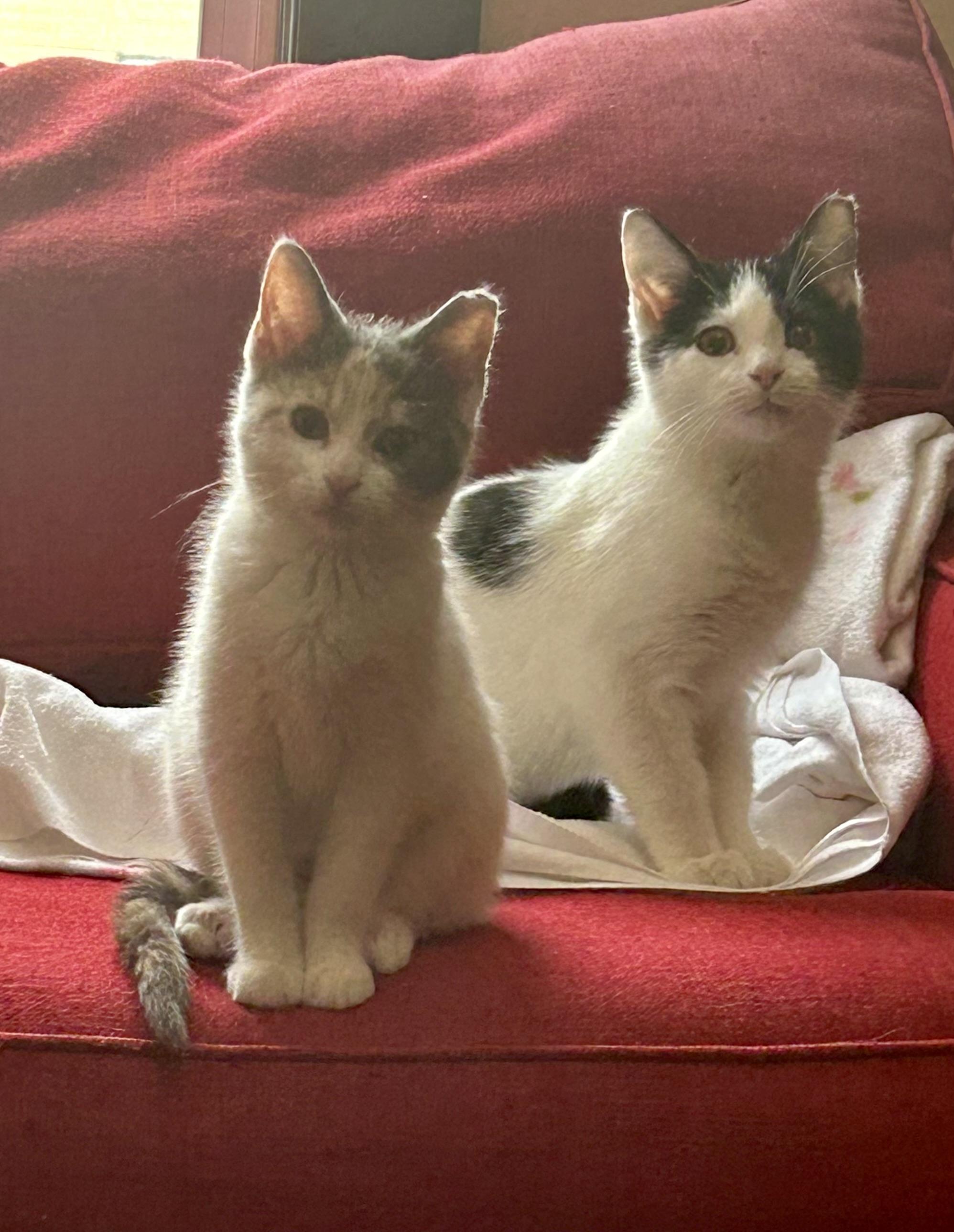 Enlarge Sundae and Cannoli  , an adopted Calico in Independence, OH image 2/6