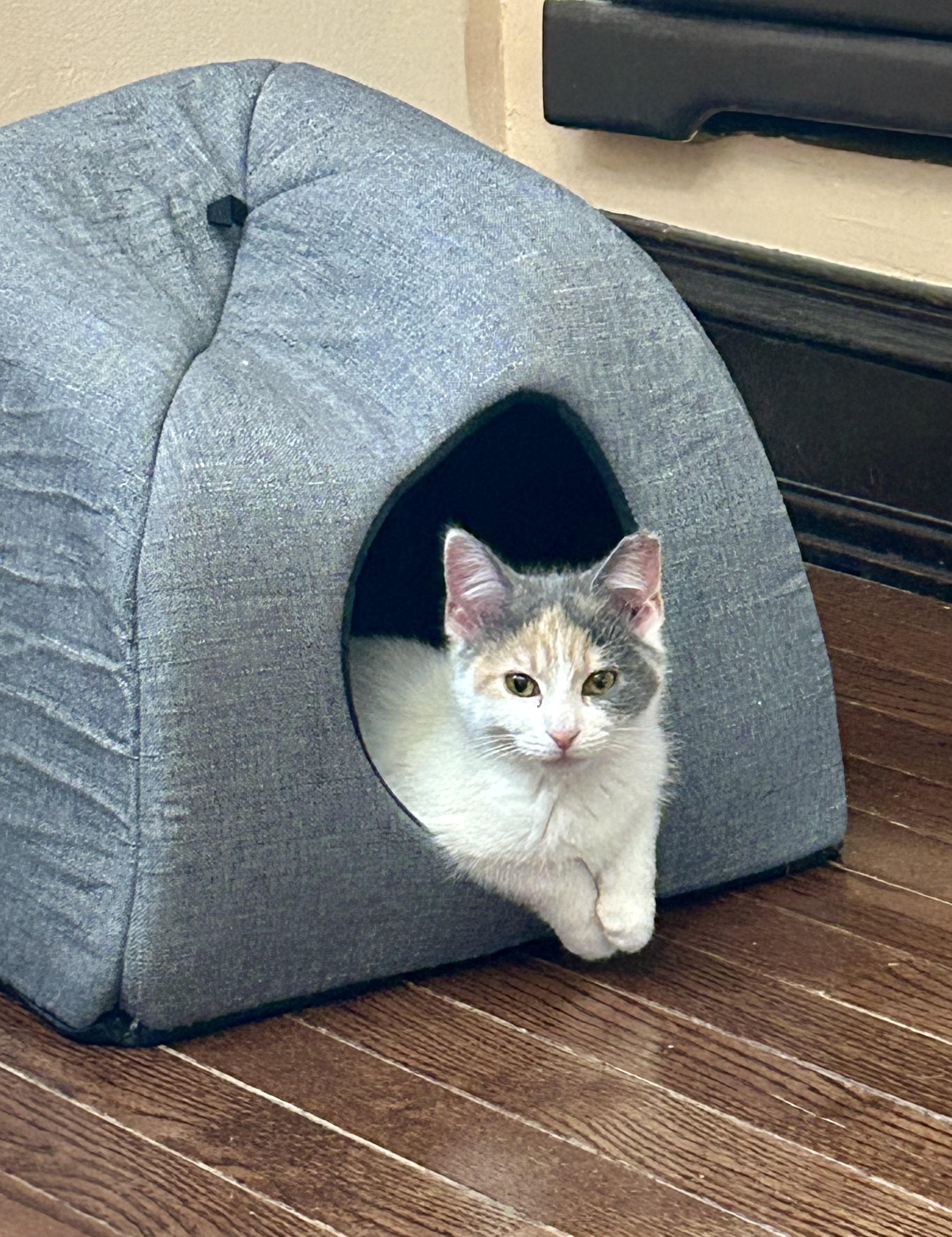 Enlarge Sundae and Cannoli  , an adopted Calico in Independence, OH image 1/6