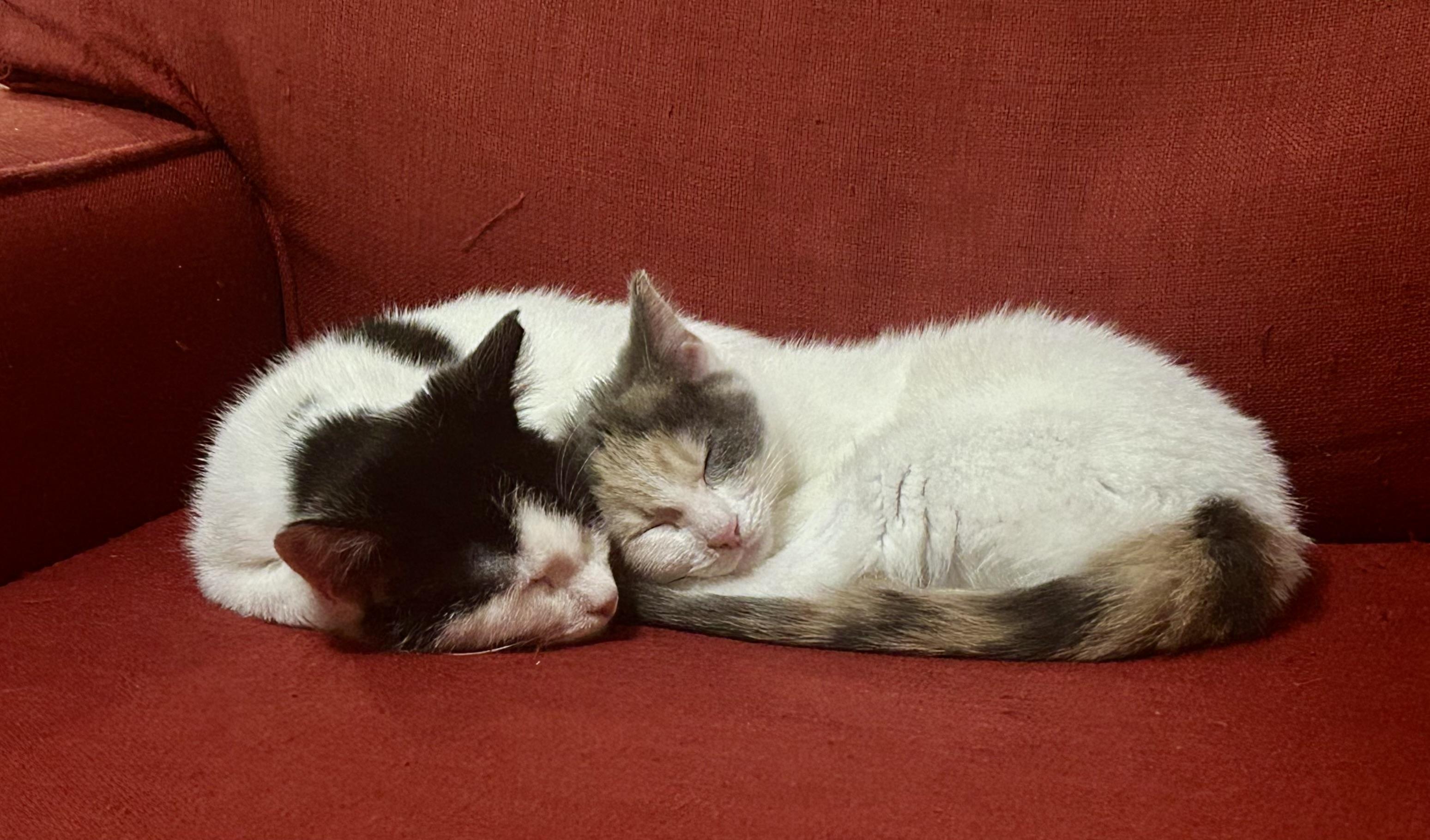 Enlarge Sundae and Cannoli  , an adopted Calico in Independence, OH image 6/6