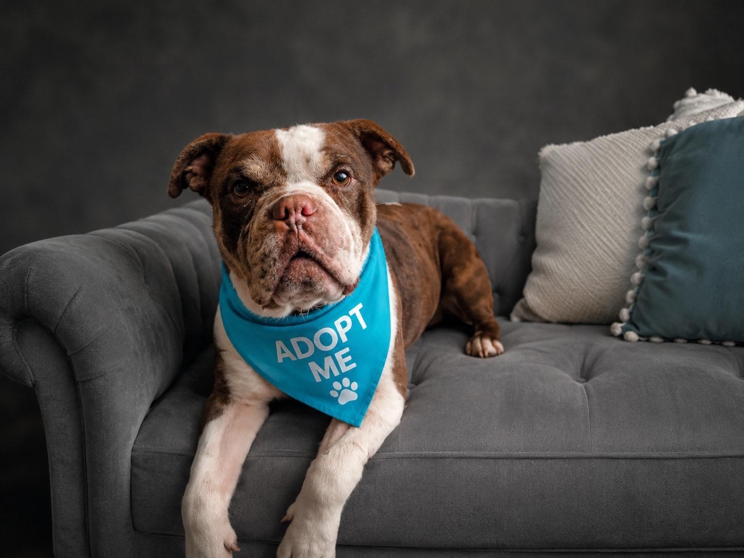 Enlarge Reginald, a ADOPTABLE mixed breed in Murrieta, CA image 2/6
