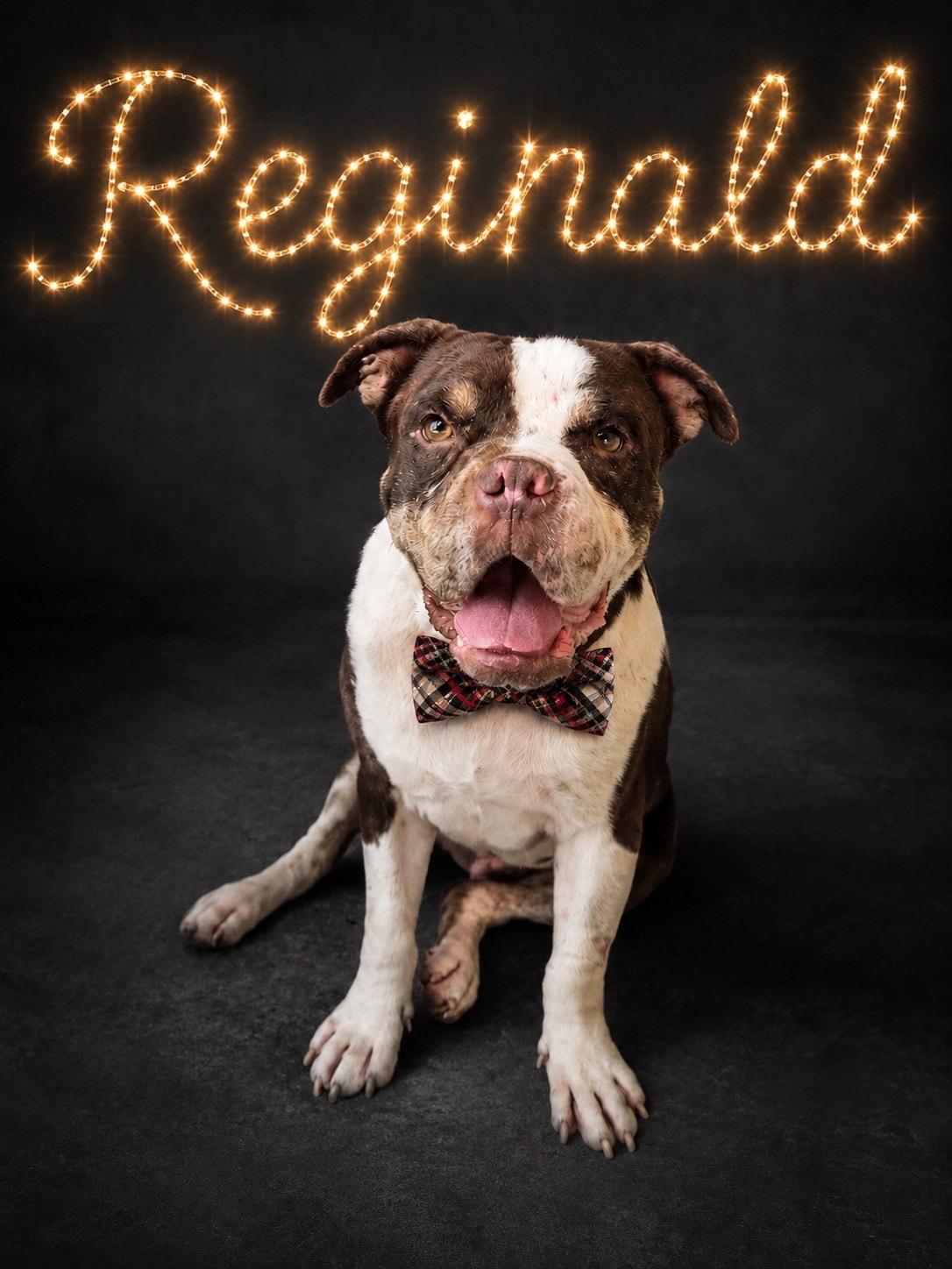 Enlarge Reginald, a ADOPTABLE mixed breed in Murrieta, CA image 5/6