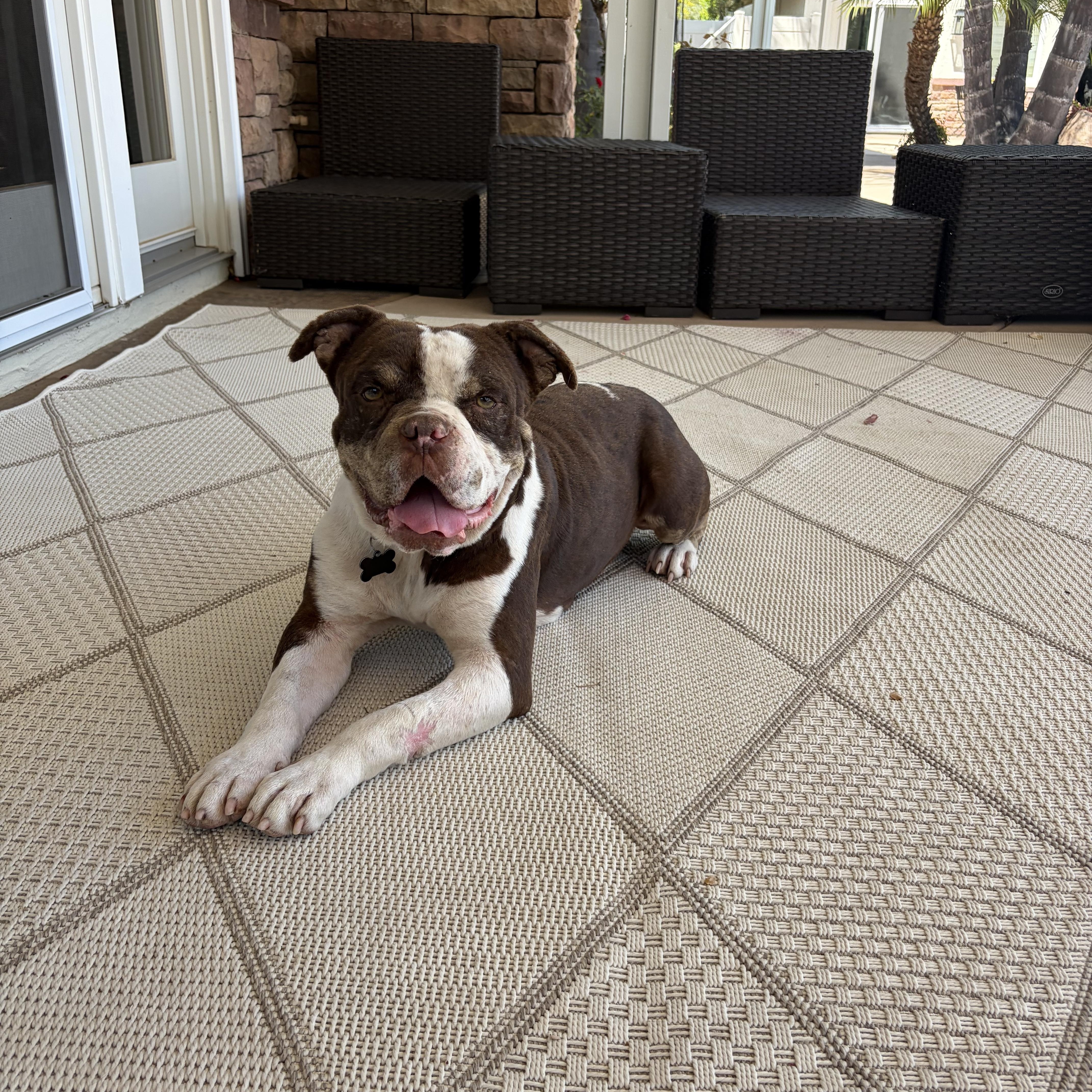 Reginald, a ADOPTABLE mixed breed in Murrieta, CA image 1/6