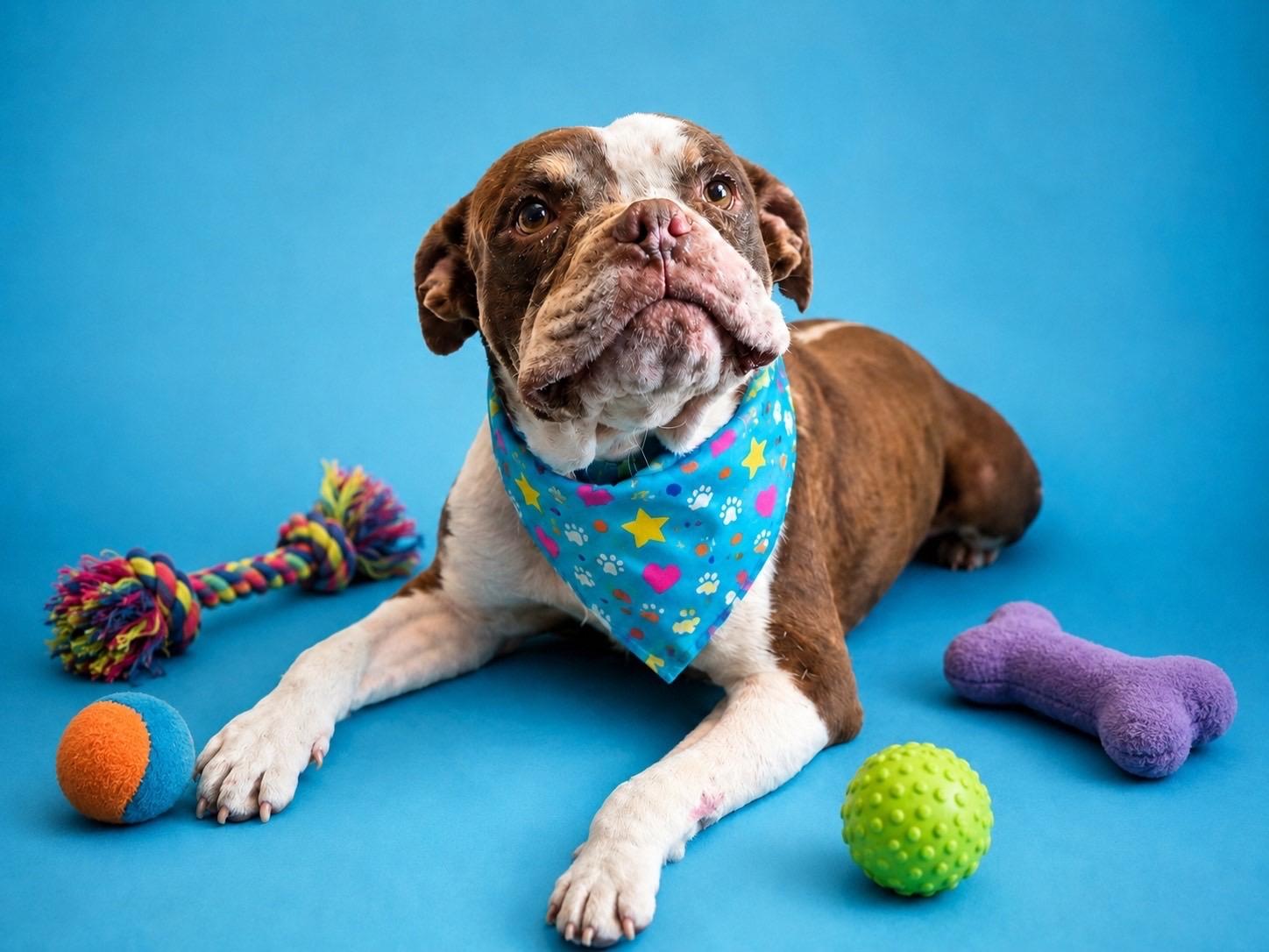 Enlarge Reginald, a ADOPTABLE mixed breed in Murrieta, CA image 1/6