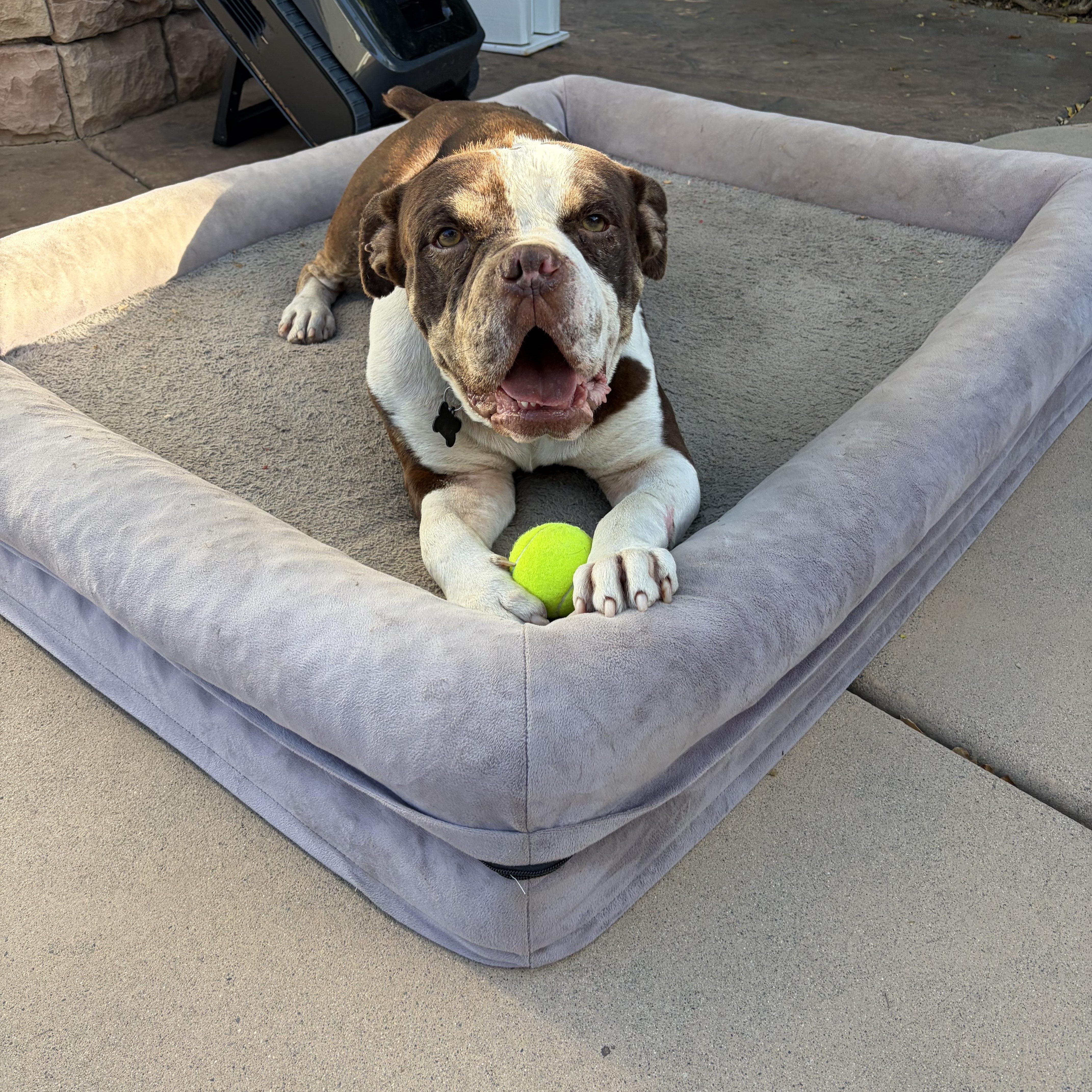 Reginald, a ADOPTABLE mixed breed in Murrieta, CA image 2/6