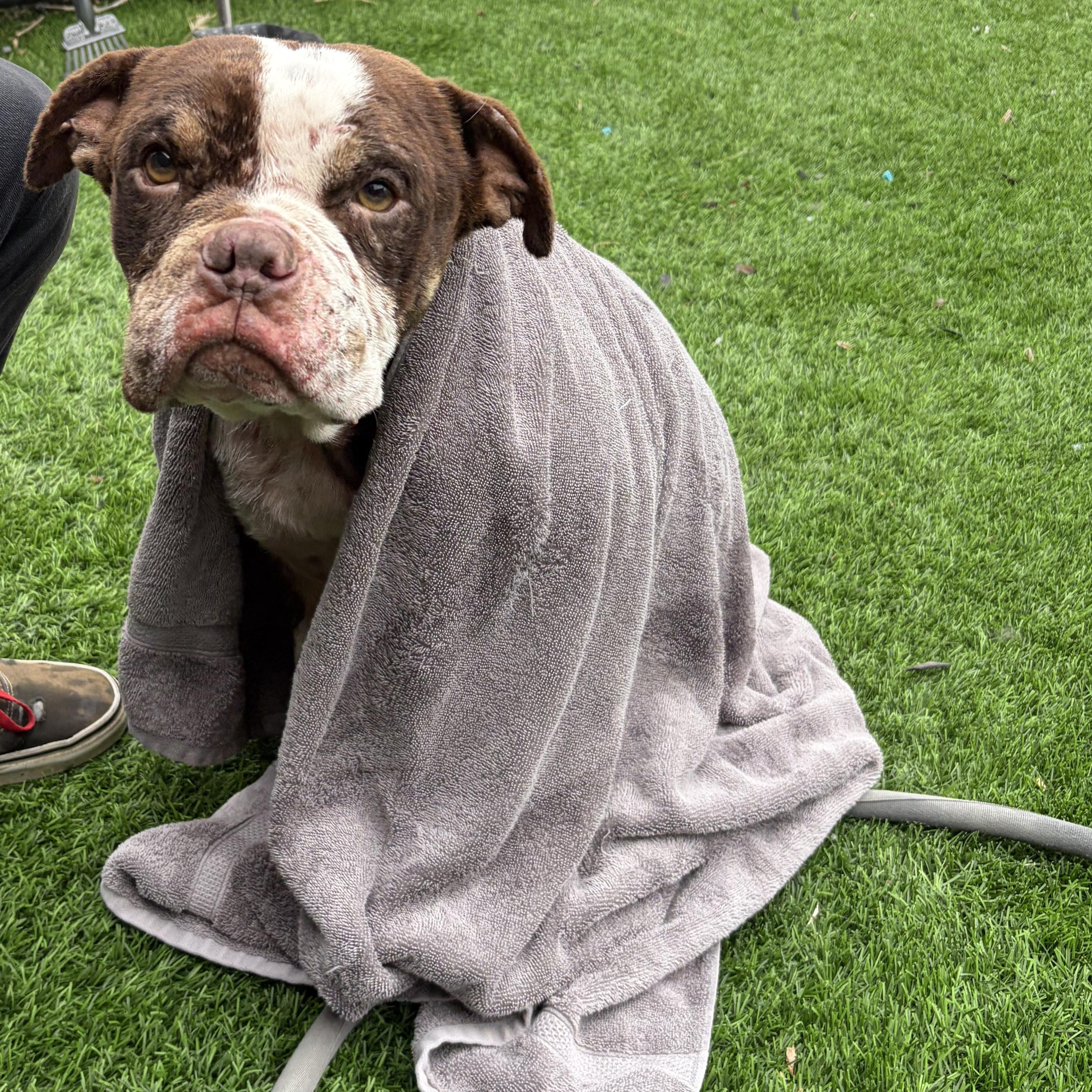 Reginald, a ADOPTABLE mixed breed in Murrieta, CA image 4/6