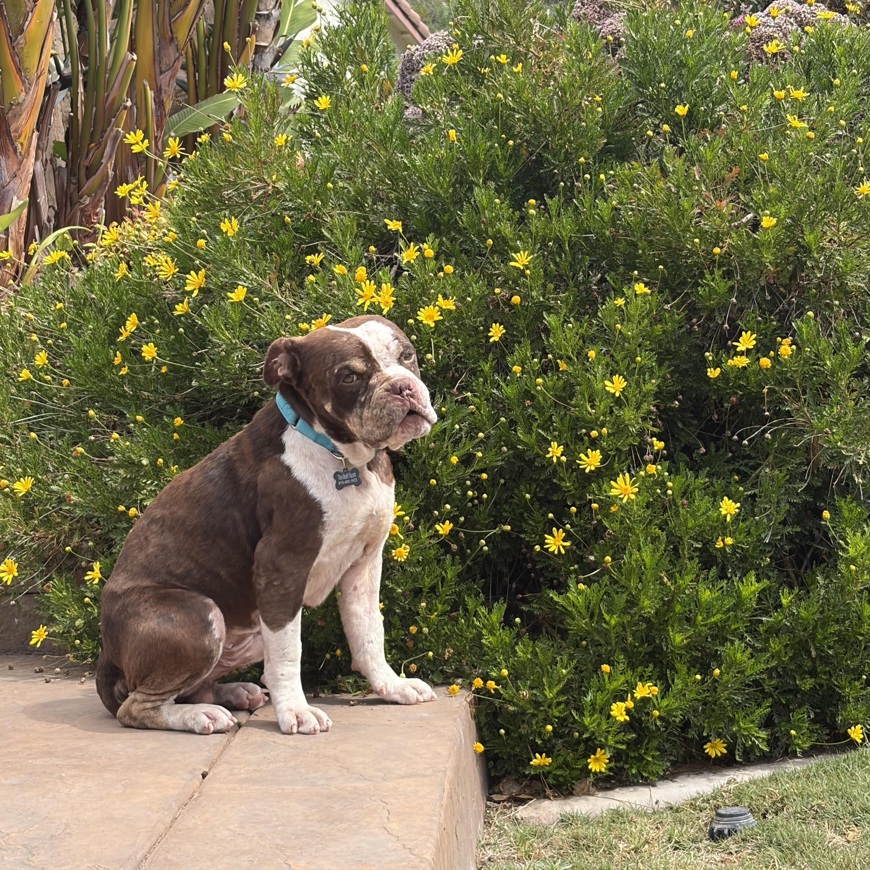 Reginald, a ADOPTABLE mixed breed in Murrieta, CA image 3/6