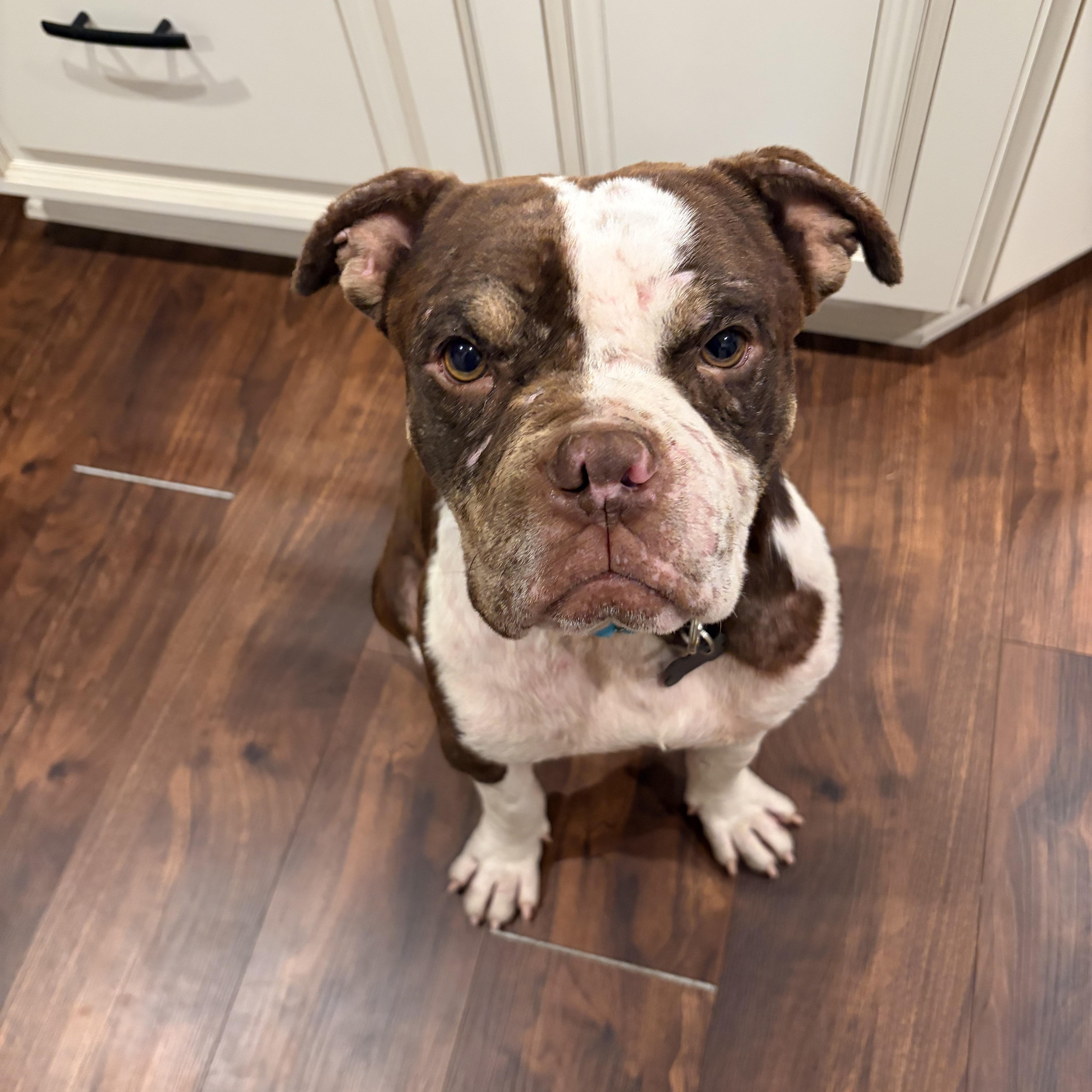 Reginald, a ADOPTABLE mixed breed in Murrieta, CA image 5/6