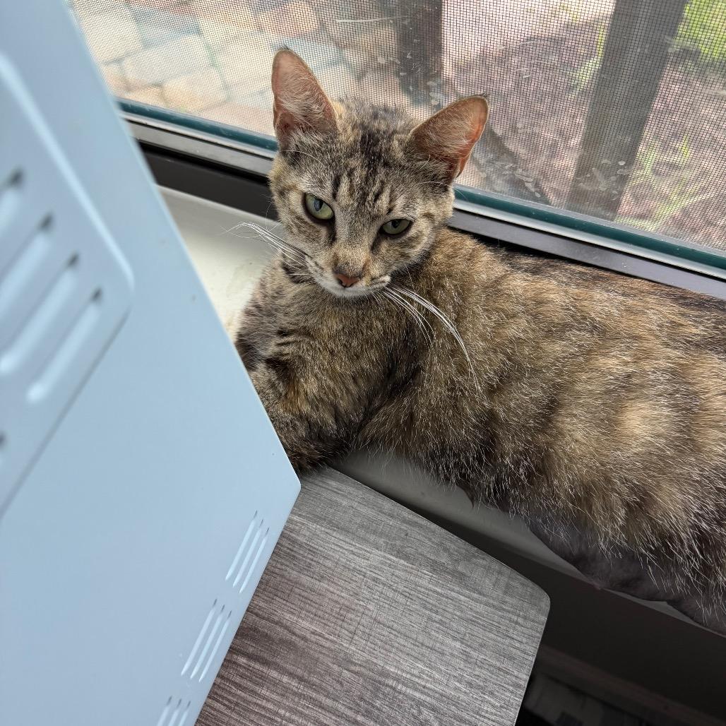 Enlarge Rose, a Adoptable Domestic Short Hair in New Port Richey, FL image 1/2
