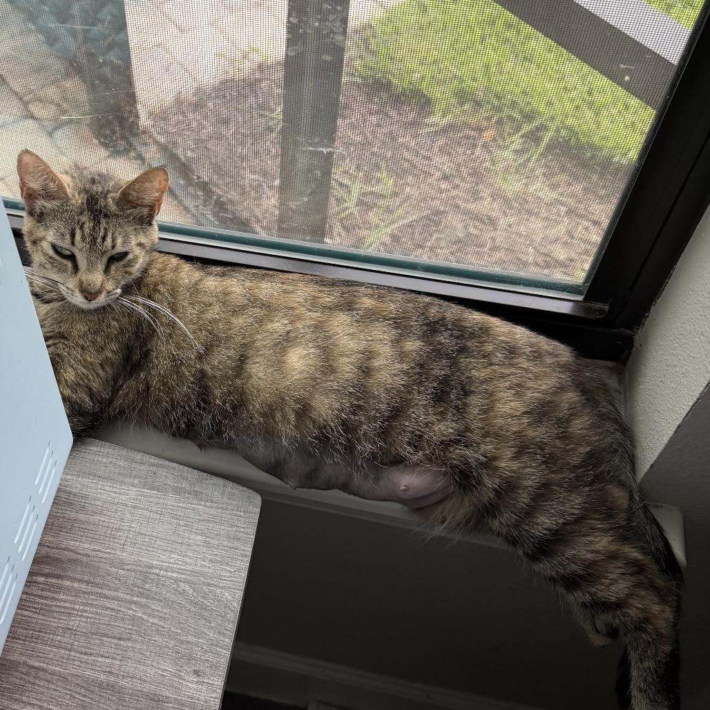 Enlarge Rose, a Adoptable Domestic Short Hair in New Port Richey, FL image 2/2