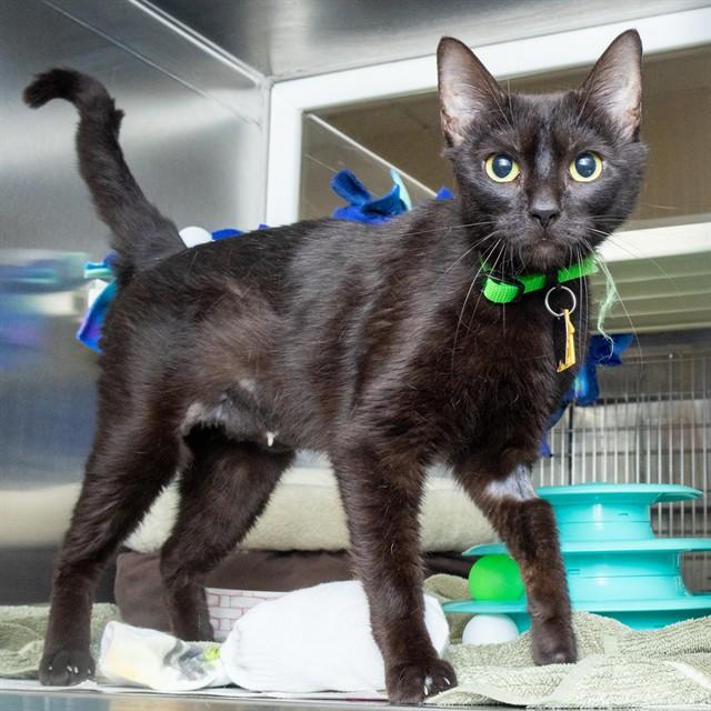 Enlarge SUNNY, a Adoptable Domestic Short Hair in Saint Louis, MO image 1/1