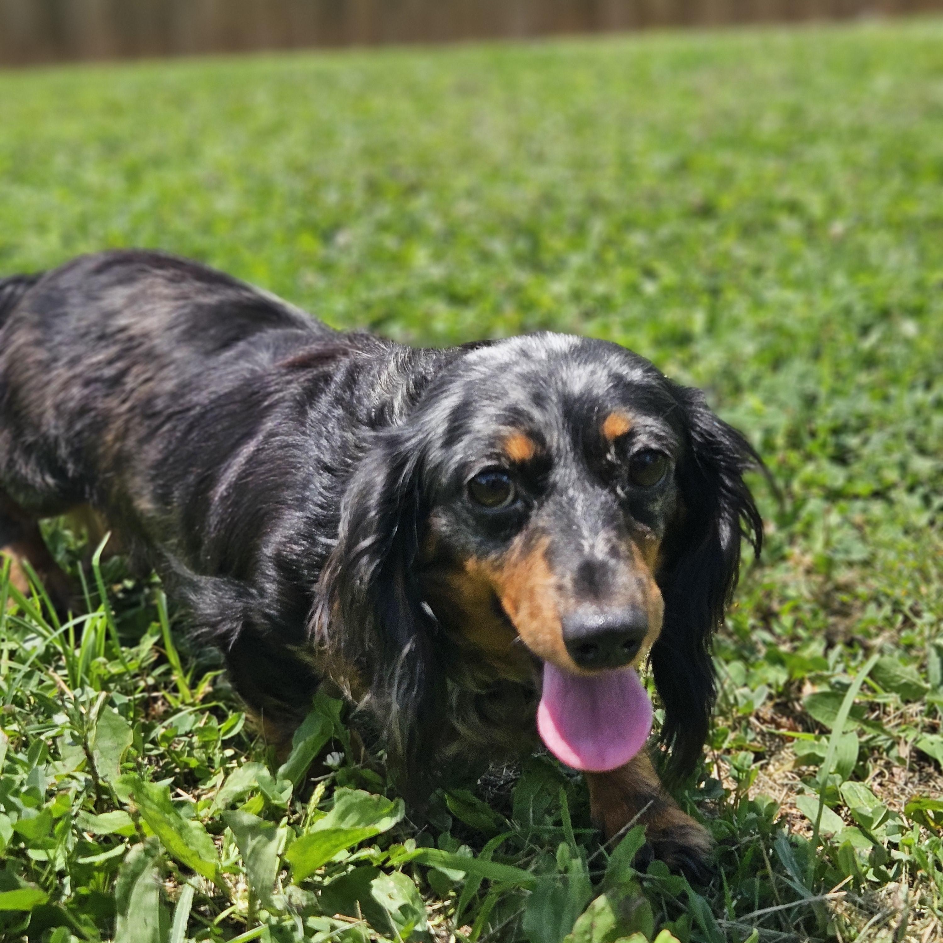 Velma Lou, Adopted, Adult Female Dachshund (Miniature Long Haired).