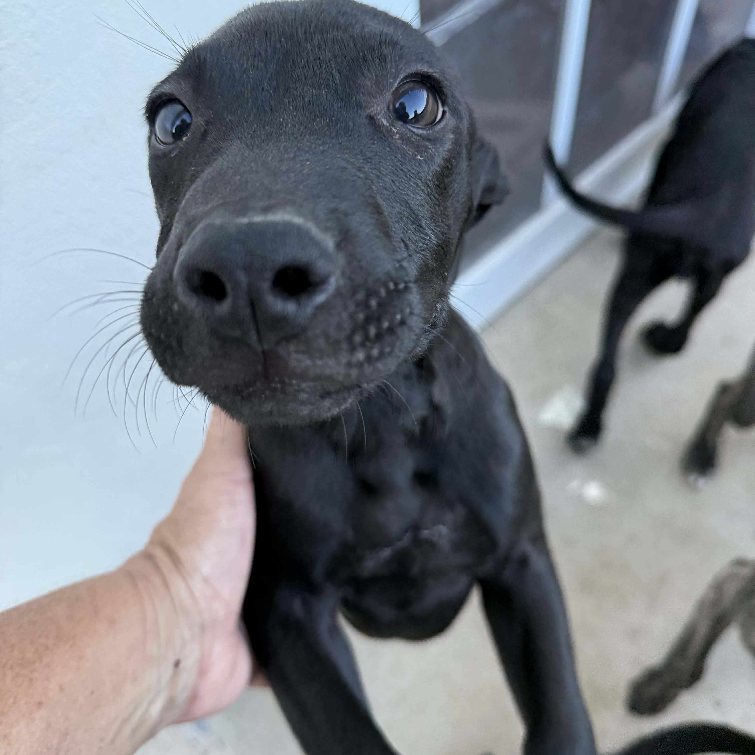 Ash, Adoptable, Puppy Male Chihuahua.