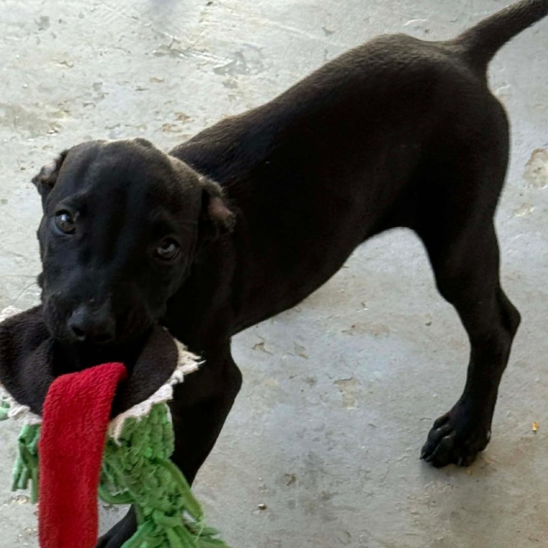 Enlarge Ash, a Adoptable mixed breed in ISABELA, PR image 2/3