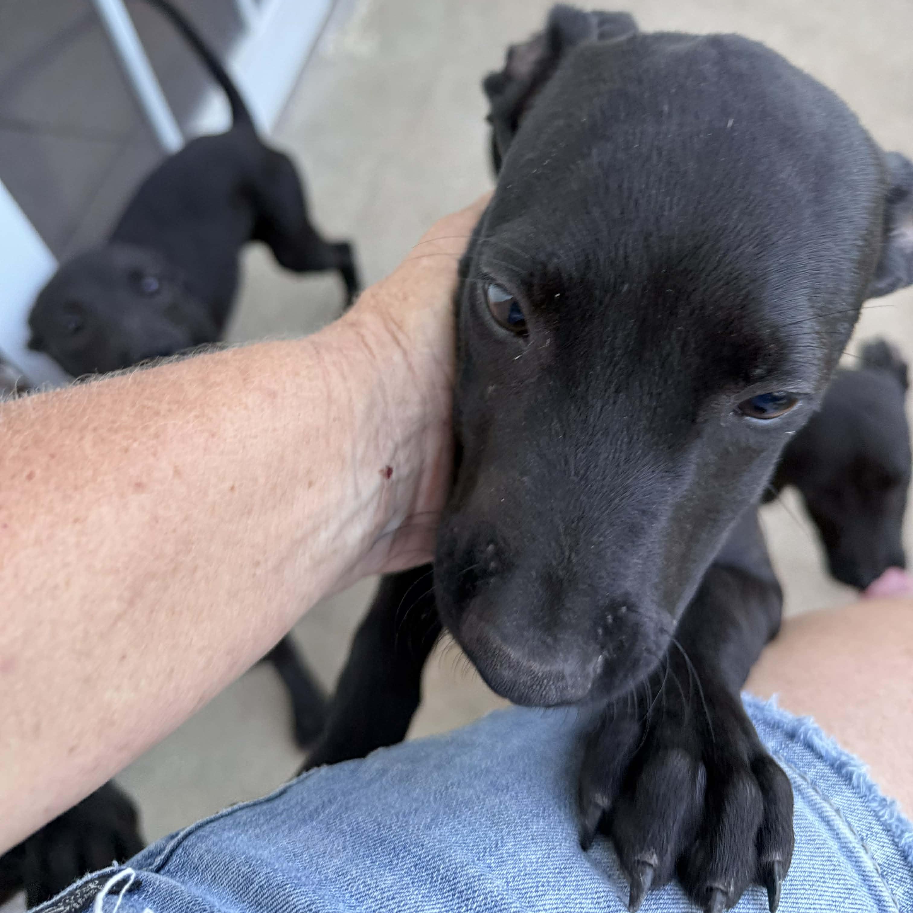 Enlarge Ash, a Adoptable mixed breed in ISABELA, PR image 3/3