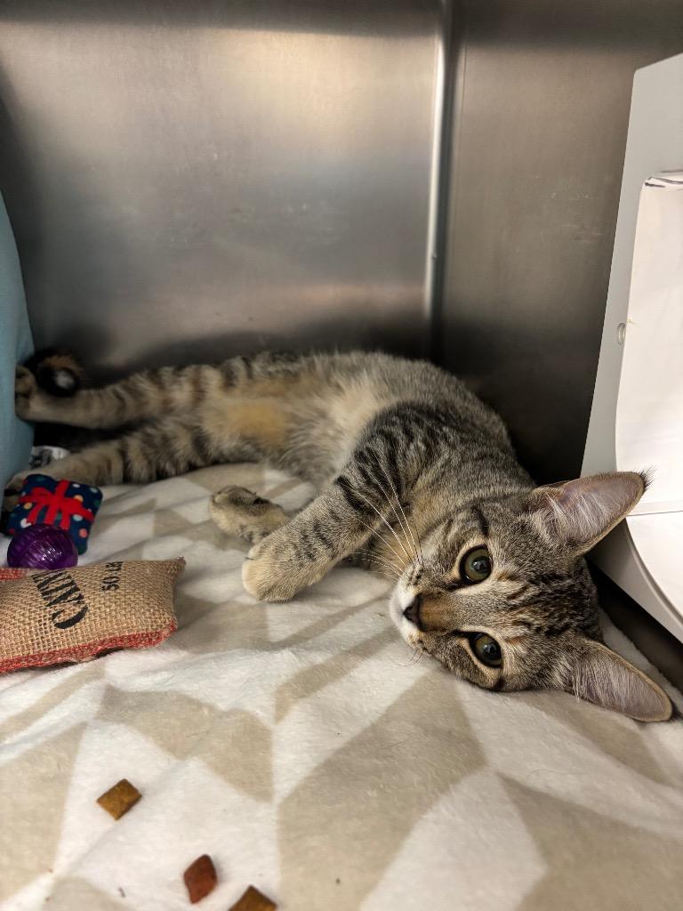 Candy, Adopted, Kitten Female Domestic Short Hair.