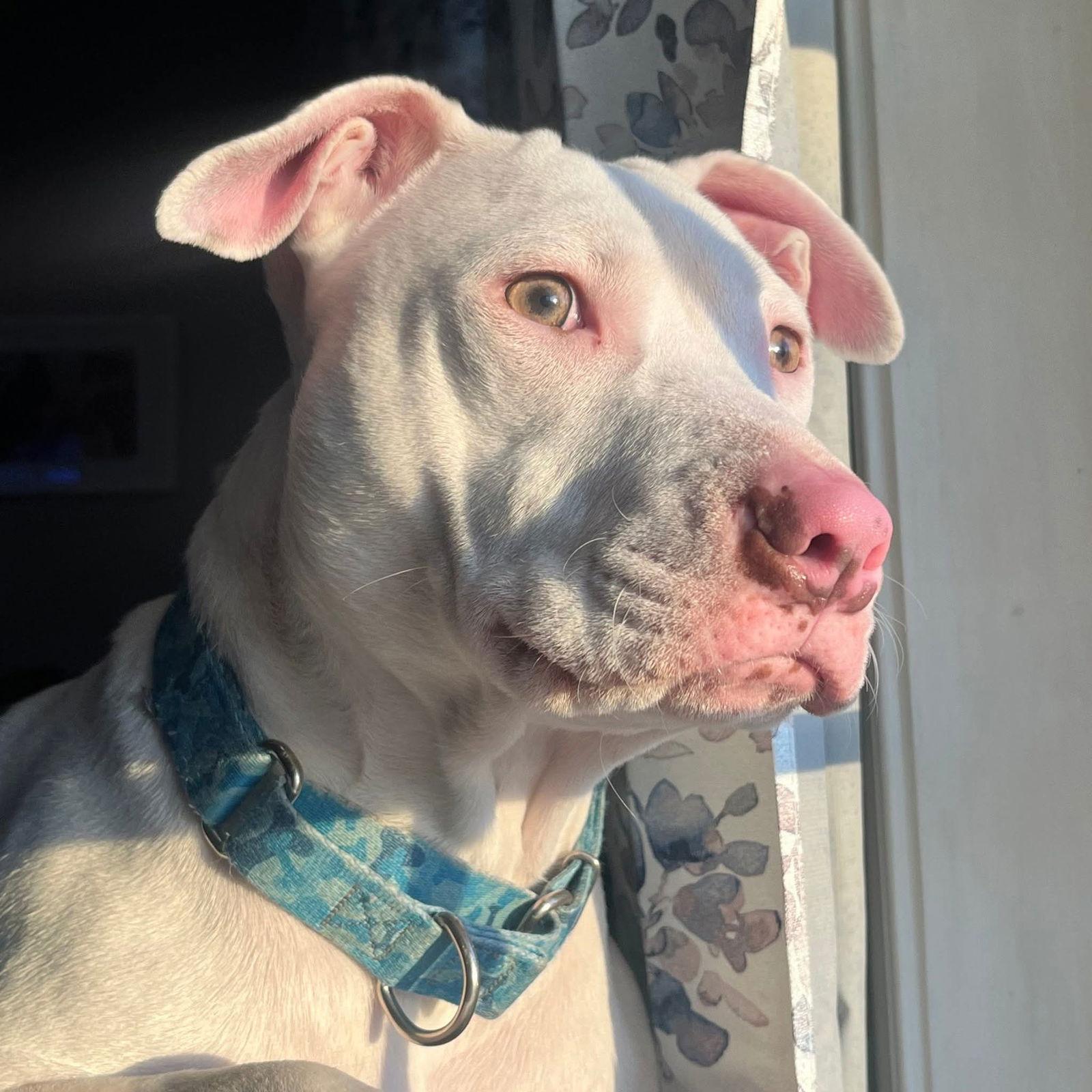 Everest, Adoptable, Young Male Pit Bull Terrier.