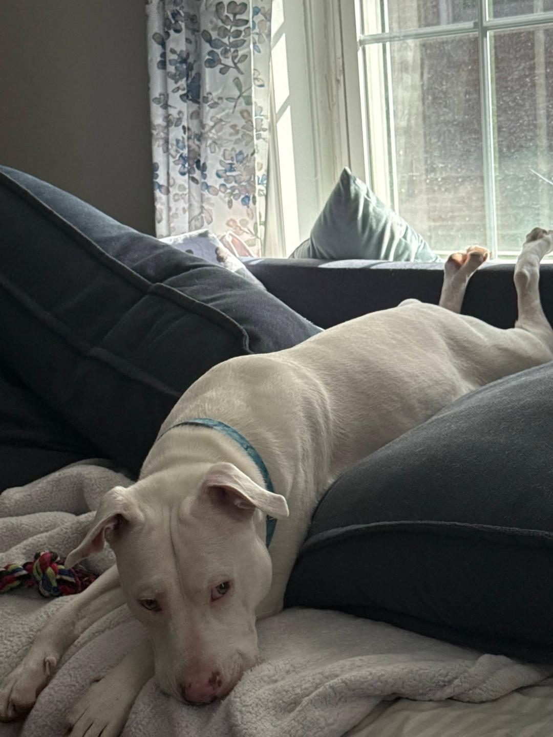 Enlarge Everest, a Adoptable Pit Bull Terrier in Hillsboro, NH image 2/3