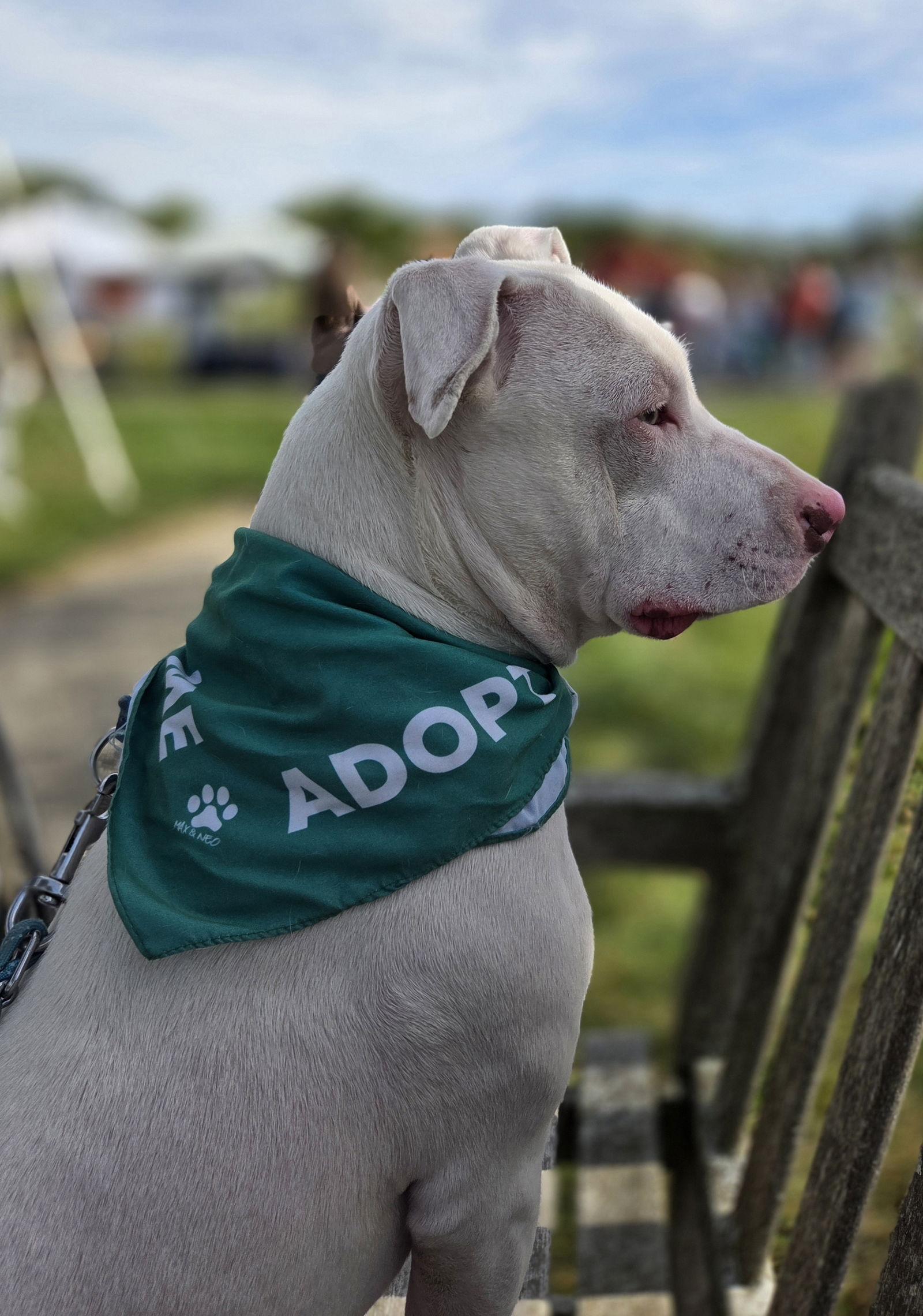 Enlarge Everest, a Adoptable Pit Bull Terrier in Hillsboro, NH image 1/3