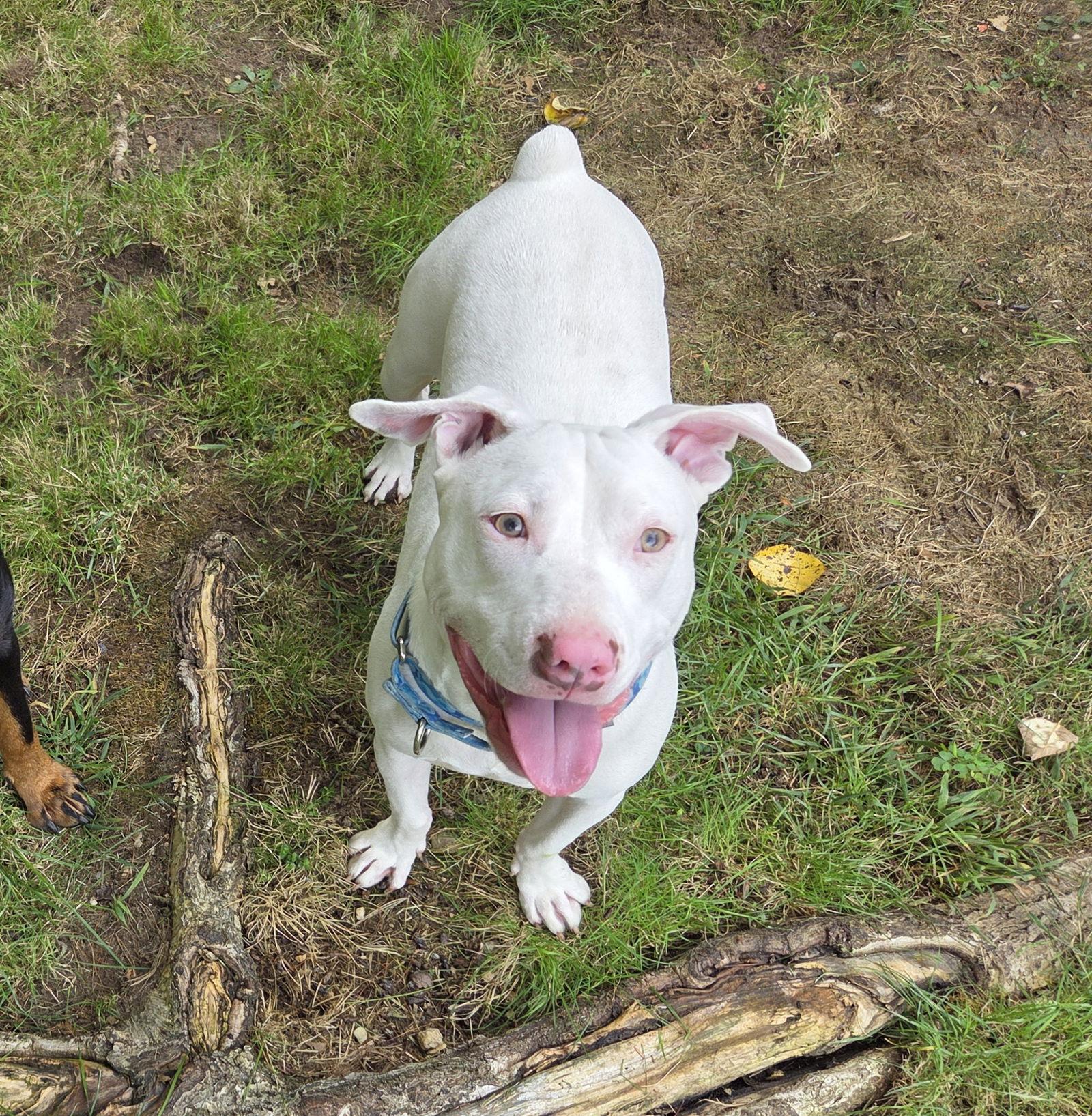Enlarge Everest, a Adoptable Pit Bull Terrier in Hillsboro, NH image 2/3