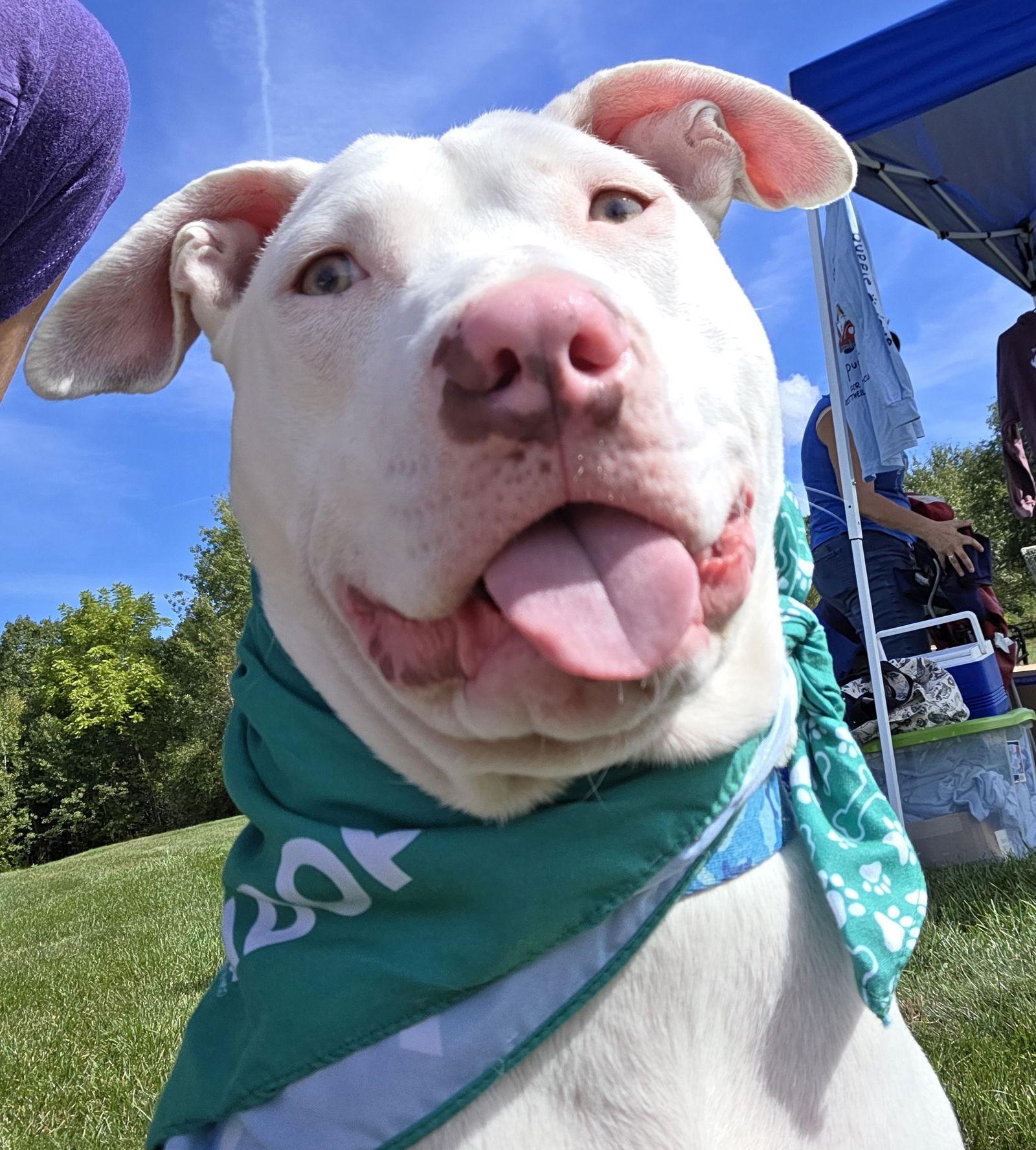 Enlarge Everest, a Adoptable Pit Bull Terrier in Hillsboro, NH image 3/3