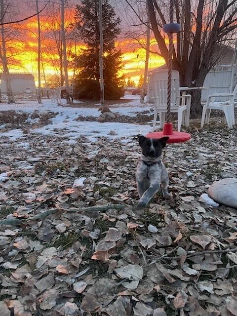Chloe, a Adoptable mixed breed in Cortez, CO image 1/6