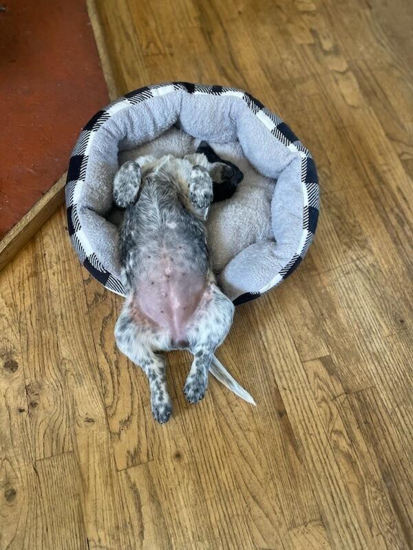 Chloe, a Adoptable mixed breed in Cortez, CO image 2/6