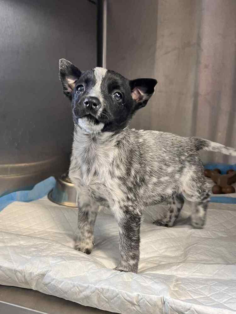 Chloe, a Adoptable mixed breed in Cortez, CO image 3/6