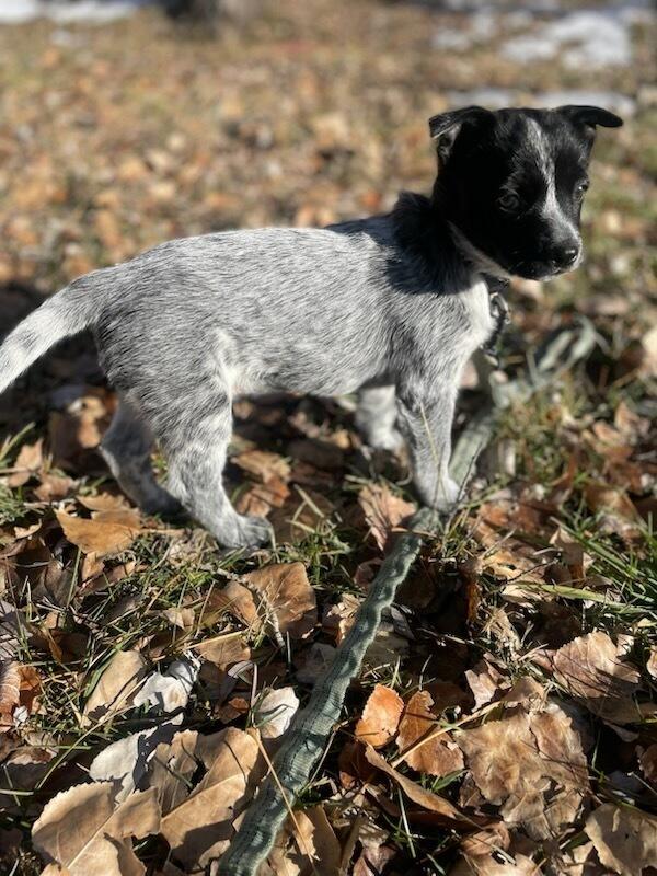 Chloe, a Adoptable mixed breed in Cortez, CO image 4/6