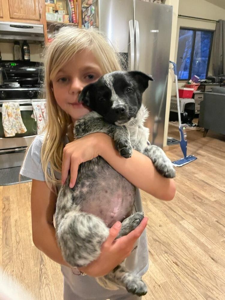 Chloe, a Adoptable mixed breed in Cortez, CO image 5/6