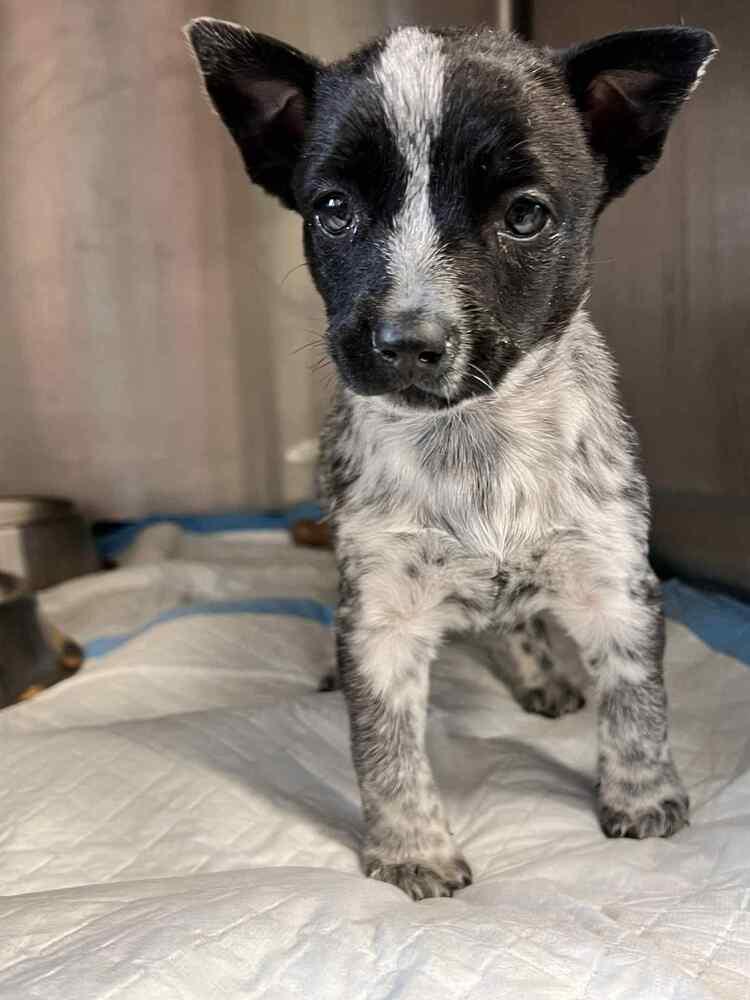 Chloe, a Adoptable mixed breed in Cortez, CO image 6/6
