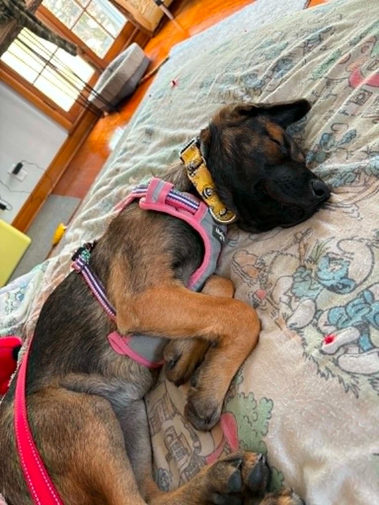 Petabytes $500, a Adoptable mixed breed in Milwaukee, WI image 1/6