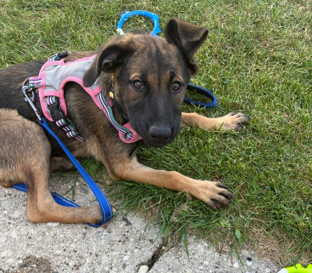 Petabytes $500, a Adoptable mixed breed in Milwaukee, WI image 2/6