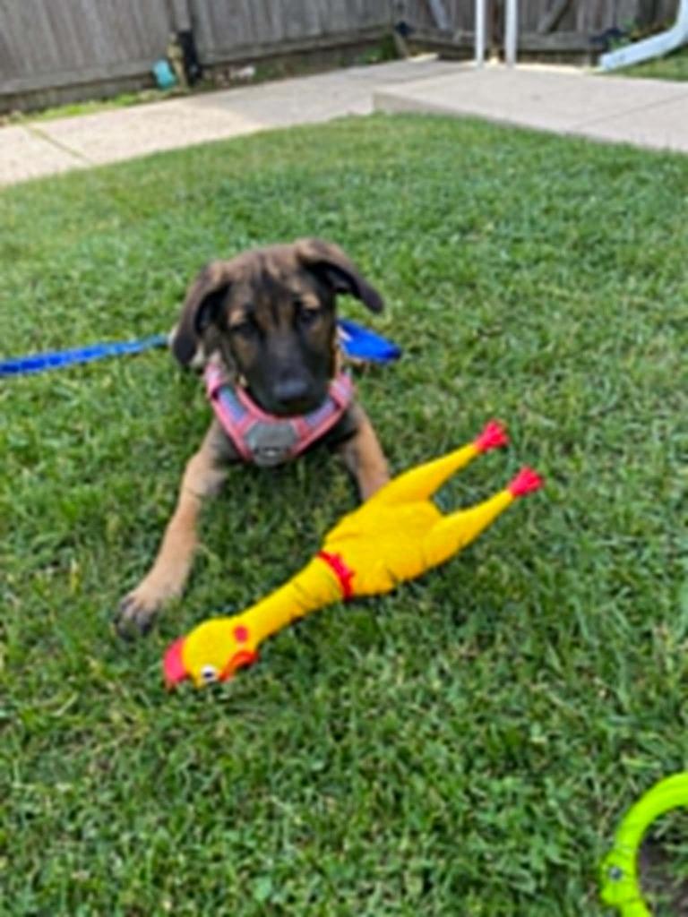 Petabytes $500, a Adoptable mixed breed in Milwaukee, WI image 3/6