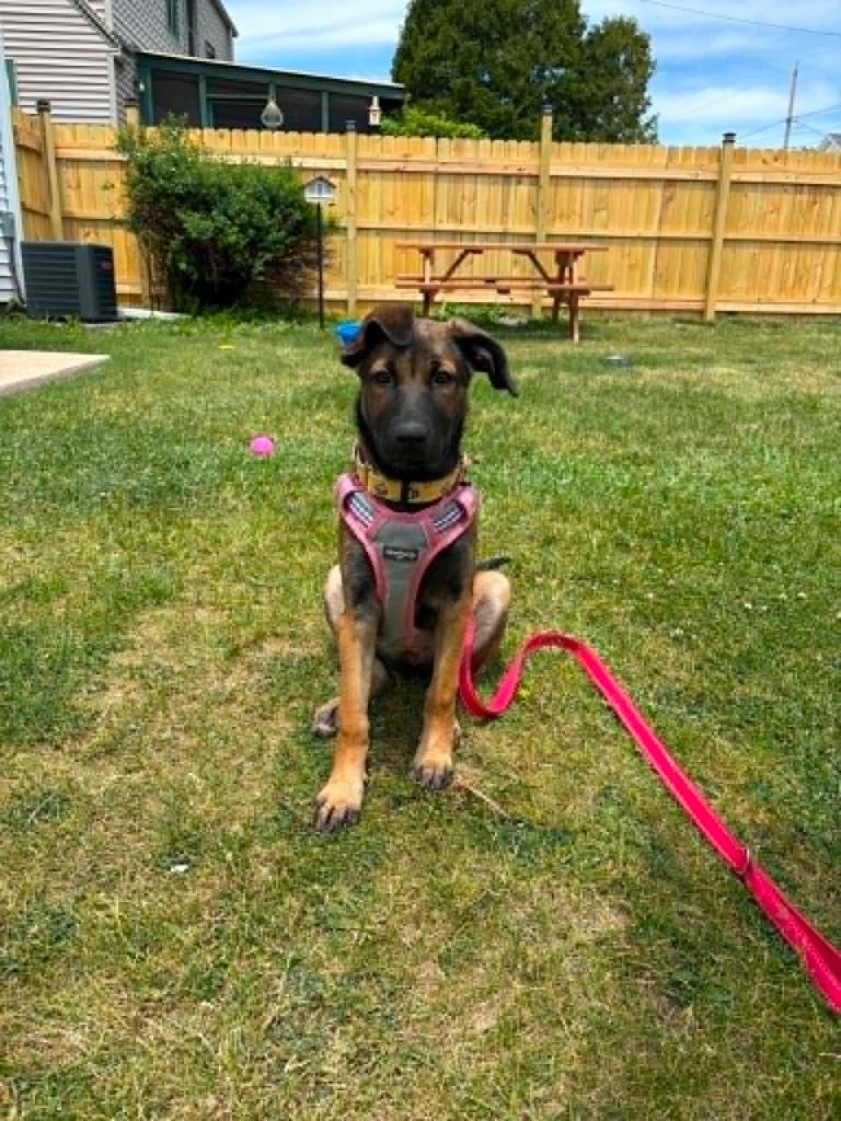Petabytes $500, a Adoptable mixed breed in Milwaukee, WI image 4/6