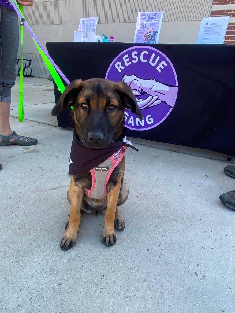 Petabytes $500, a Adoptable mixed breed in Milwaukee, WI image 5/6
