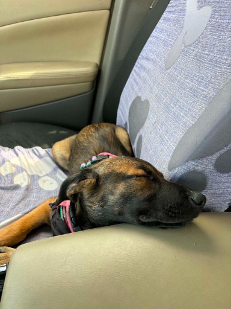 Petabytes $500, a Adoptable mixed breed in Milwaukee, WI image 6/6